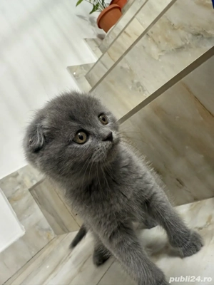 Pui Scottish Fold