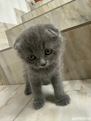 Pui Scottish Fold - imagine 2
