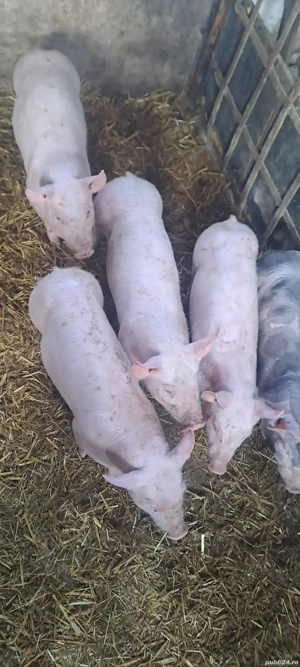 purcei 8 spt - imagine 2