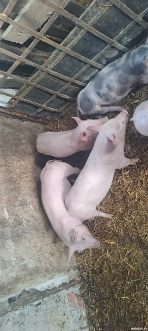 purcei 8 spt - imagine 4