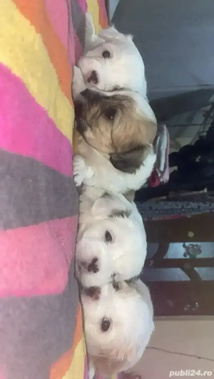 Vand catei bichon  - imagine 3