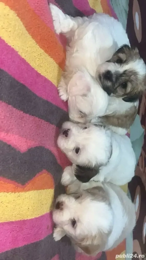 Vand catei bichon  - imagine 5