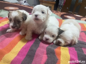 Vand catei bichon  - imagine 2