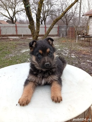 caine lup pui ciobanesc german