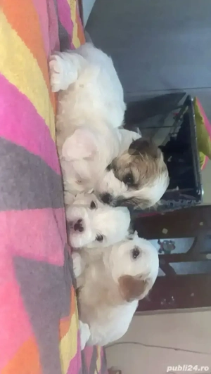 Vand catei bichon  - imagine 4