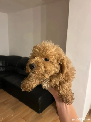 Pudel toy  - imagine 2