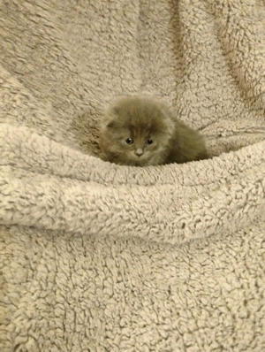 Fetita Scottish Fold Blue irezistibila cauta Om - imagine 3