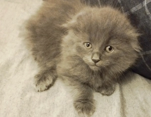 Fetita Scottish Fold Blue irezistibila cauta Om