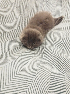 Fetita Scottish Fold Blue irezistibila cauta Om - imagine 4