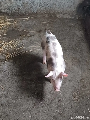 Vând purcei! - imagine 2