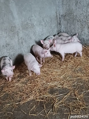 Vând purcei! - imagine 3