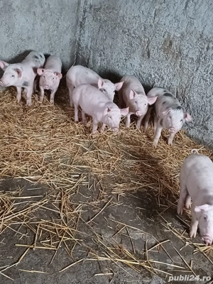 Vând purcei! - imagine 4
