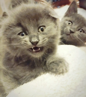 Fetita Scottish Fold Blue irezistibila cauta Om - imagine 5