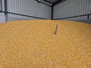 Vând porumb, 0.85 lei kg