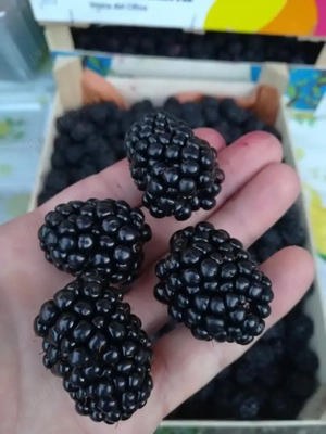 Mure -butasi din soiul Thornfree  - imagine 5