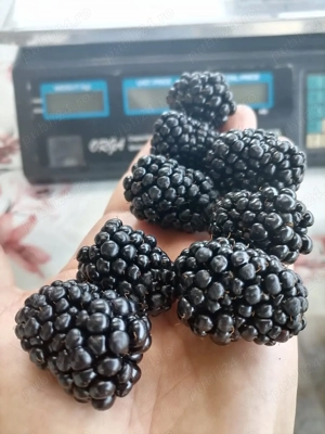 Butași mure din soiul Thornfree fără țepi fruct gigant gust dulce aromat 