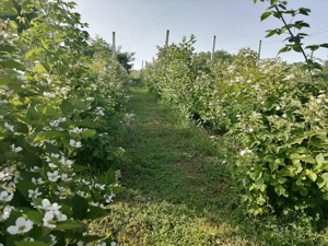 Mure -butasi din soiul Thornfree  - imagine 4