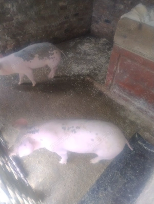 Purcei de vânzare  - imagine 2