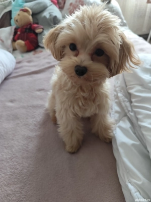 Cățel Maltipoo mini toy își caută o familie  - imagine 4