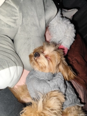 Cățel Maltipoo mini toy își caută o familie  - imagine 5