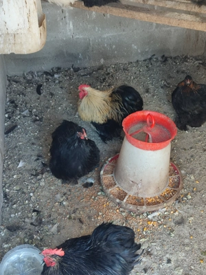 Vând cochinchina pitic...