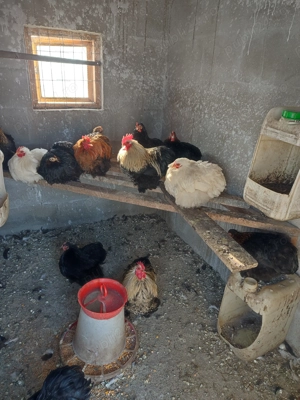 Vând cochinchina pitic... - imagine 2