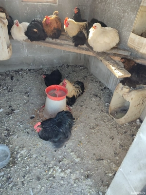 Vând cochinchina pitic... - imagine 3