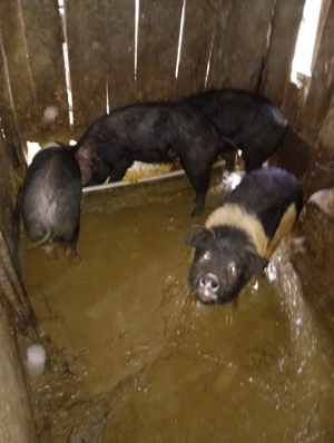 Vand  2 porci peste 150 kg  - imagine 4