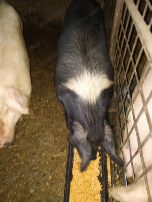 Vand  2 porci peste 150 kg  - imagine 5