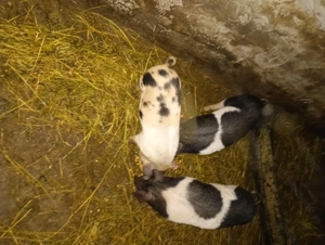 Vand  2 porci peste 150 kg  - imagine 3