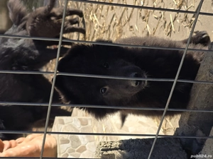 Ciobanesc belgian groenendael - imagine 4