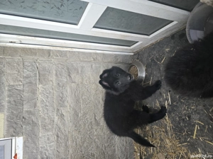 Ciobanesc belgian groenendael - imagine 2