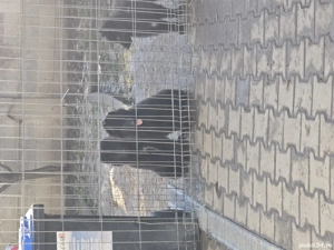 Ciobanesc belgian groenendael - imagine 3