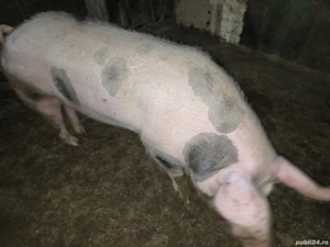 Vier petrean, pentru monta 