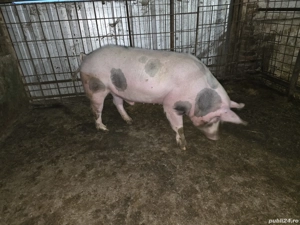 Vier petrean, pentru monta  - imagine 3