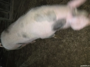 Vier petrean, pentru monta  - imagine 2