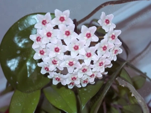 Floare de ceara, floare Hoya, planta de ceara, Lacrima Maicii Domnului sau floarea de porțelan