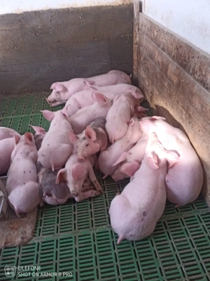 Purcei de vânzare 15-20 kg - imagine 4