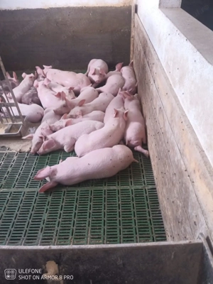 Purcei de vânzare 15-20 kg