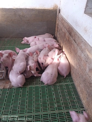 Purcei de vânzare 15-20 kg - imagine 3