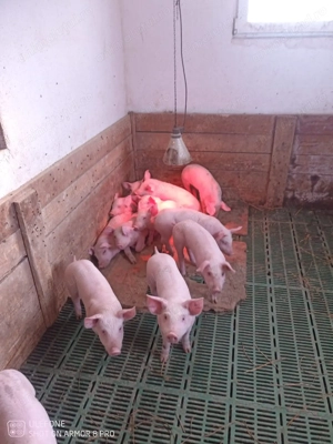 Purcei de vânzare 15-20 kg - imagine 2