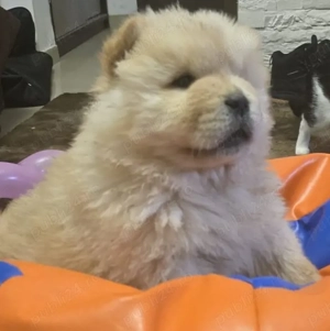 Puiuț de chow chow 