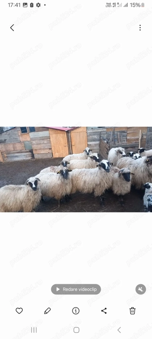 vand 20 oi tinere pret 750 lei