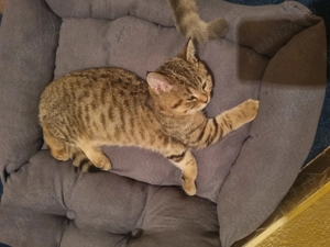 Bsh 3 luni, vaccinați și deparazitați  - imagine 5