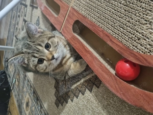 Bsh 3 luni, vaccinați și deparazitați  - imagine 3