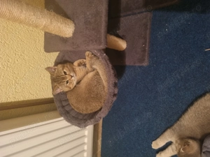 Bsh 3 luni, vaccinați și deparazitați  - imagine 4