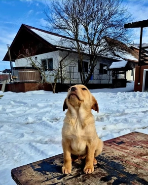 Labrador din tata alb si mama maro - imagine 4