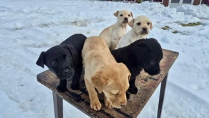 Labrador din tata alb si mama maro