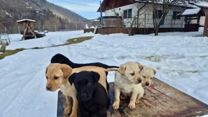 Labrador din tata alb si mama maro - imagine 2