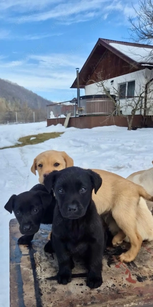 Labrador din tata alb si mama maro - imagine 5